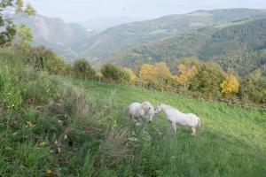 two white horses standing on a grassy hill at Total Peace and quiet on the top of the mountain, in Prats-de-Mollo-la-Preste