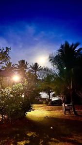 a group of palm trees in a park at night at Casa da Prosperidade in Marau