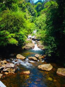 a river with rocks and trees in a forest at Sinharaja Eliphinity Hotel and Restaurant in Nikawatawana