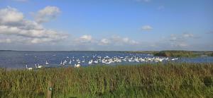 a large group of white boats in the water at Cozy Cottage Near the Skjern River in Tarm