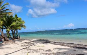 a beach with palm trees and the ocean at les jardins de sainte Anne in Sainte-Anne +6 photos