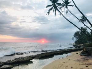 una playa con una palmera y el océano en Stay Salty, en Matara