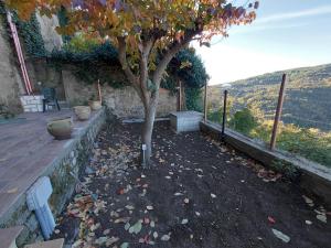a tree in a yard with a stone wall at La Dimora di Dida in Seggiano