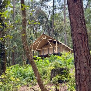 a tent in the middle of a forest at Lattitude Glamp Avandaro in Valle de Bravo