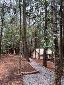 a tent in the middle of a forest with trees at Lattitude Glamp Avandaro in Valle de Bravo