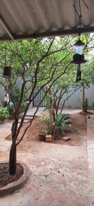 a small tree in a courtyard with plants at Hospedagem da Fran in Brasilia