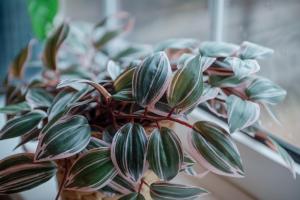 a plant with green leaves in a pot at Hazel House - Cosy 2 bedroom house with parking near to Oxford in Oxford