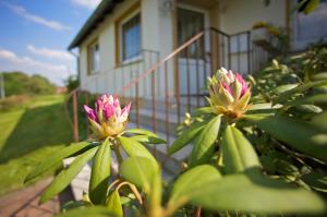 two pink flowers in front of a house at FeWo Blickweite in Hessisch Oldendorf +2 photos