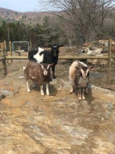 three goats are standing in a fenced in area at Gorgeous Cabin Getaway on a Farm in Windsor County, Vermont in Sheddsville