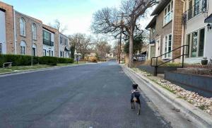 un perro parado en medio de una calle en Ensuite Private Room, en Austin