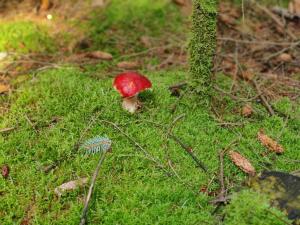 Una pequeña seta roja en la hierba junto a un árbol en 8 person holiday home in Ålbæk-By Traum, en Ålbæk