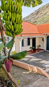 Fotografie z fotogalerie ubytování Banana Lovers v destinaci Ribeira Brava