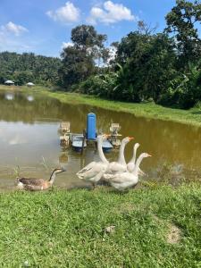 a group of ducks swimming in a pond at Kerlingfornia Kiddo Kingdom in Kerling +13 photos