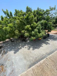 eine Gruppe von Bäumen, die auf einem Bürgersteig sitzen in der Unterkunft Dubai Dollar Beach Resorts in Tema