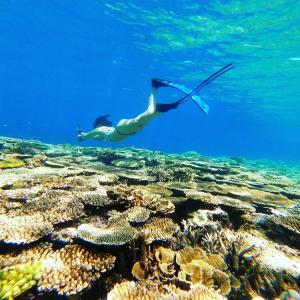 座間味村にあるLagoon315のサンゴ礁を泳ぐ者