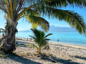 una palmera en una playa con gente en el agua en Manahiti properties, en Moorea 15 fotos más