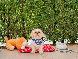 a small dog sitting next to a stuffed animal at ibis Piracicaba in Piracicaba