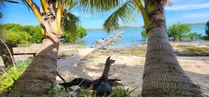 Thursday IslandRoko Island的两棵棕榈树,在海滩上,在水中划船