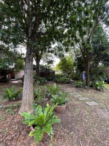 a group of trees and plants in a yard at บ้านนกฮูก อิงสายชล in Ban Khlong Sai