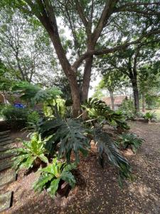 a tree with green plants in front of a park at บ้านนกฮูก อิงสายชล in Ban Khlong Sai