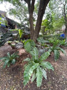 a group of plants in front of a tree at บ้านนกฮูก อิงสายชล in Ban Khlong Sai