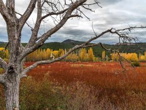 a tree in the middle of a field at Cabañas Llano de los Conejos in Cañamares