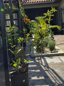 a group of plants in a garden at Namelok apartment in Sekenani