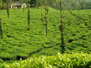 Κήπος έξω από το The Hosteller Bam Coorg