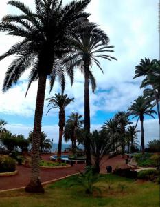 プエルト・デ・ラ・クルスにあるCómodo Rinconcito en Puertoの公園内のヤシの木群