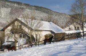 two horses standing in the snow in front of a house at Dümpelhof Ferienwohnungen in Olsberg