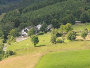 a house on a hill with animals grazing in a field at Dümpelhof Ferienwohnungen in Olsberg