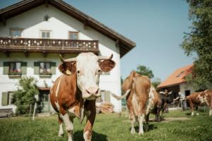 Άλλα ζώα σε αυτό το κάμπινγκ ή στη γύρω περιοχή