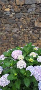 En have udenfor Villa Lagoa Family - Premium Location