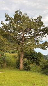 un árbol en medio de un campo en Charming Jayuya room with City, Garden, and Mountain Views, en Jayuya 19 fotos más