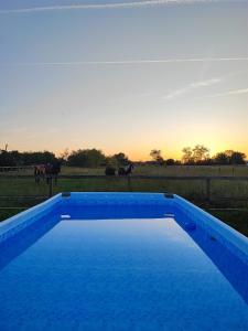 a blue swimming pool in front of a field with cows at La Bastide Girondine in Saint-Loubès