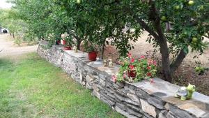 Zahrada ubytování Studios Elianthos