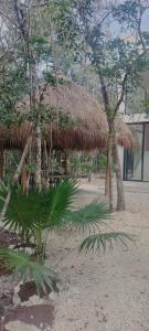 un complexe avec une cabane en paille et quelques arbres dans l'établissement Casabel Tulum jungle experience, à Cobá