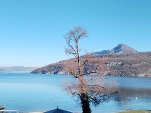 a tree sitting in the middle of a lake at Studio Vue sur le Lac d'Annecy Plage et Parking Privés in Duingt