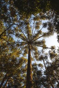 a tall tree looking up into the sky at Pousada Sitio Campina da Casa in Piraí do Sul