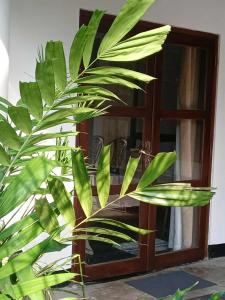 una planta verde delante de una puerta en Sihe House, en Gintota