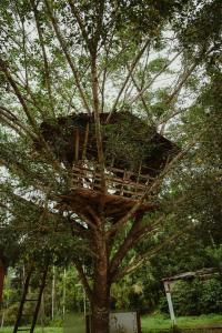 Gallery image of Greenex farm Resort in Vythiri