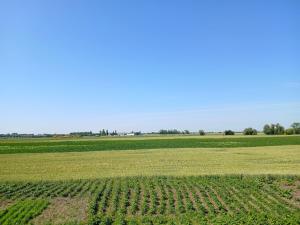 a field of crops with a blue sky in the background at Het Polderzicht in Mellet