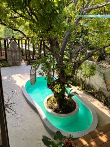a bonsai tree in a pool in a backyard at Chii Lú Casa de la Luna in Brisas de Zicatela