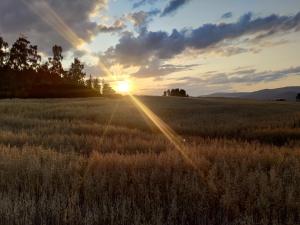 a field of grass with the sunset in the background at Nature Heaven in Carlsbad in Karlovy Vary +2 photos