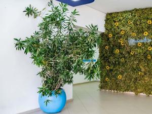 皮拉西卡巴ibis budget Piracicaba的蓝色的花瓶,墙上有植物