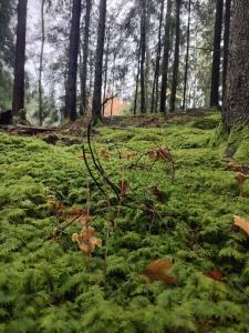 Fotografie z fotogalerie ubytování Magnoliabackens Bed and Breakfast v destinaci Ullared