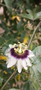 Fotografie z fotogalerie ubytování COKO Spice Gallery v destinaci Arusha