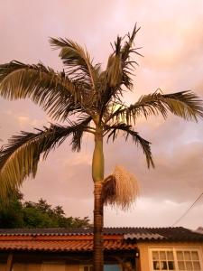 a palm tree in front of a house at next to UNISC in Santa Cruz do Sul