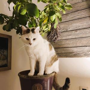 un gato sentado encima de una planta en Le Ptit Cottage, en Nyons