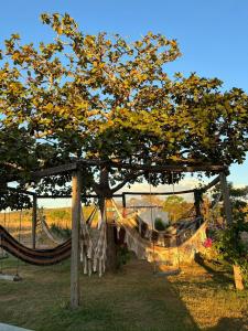 a hammock under a tree in a field at Hotel Fazenda Vitoria in Pindorama